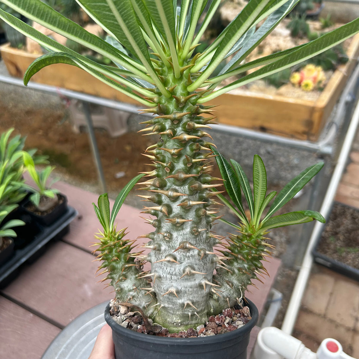 Pachypodium ambongense-Pachypodium-H20-25cm-image-15