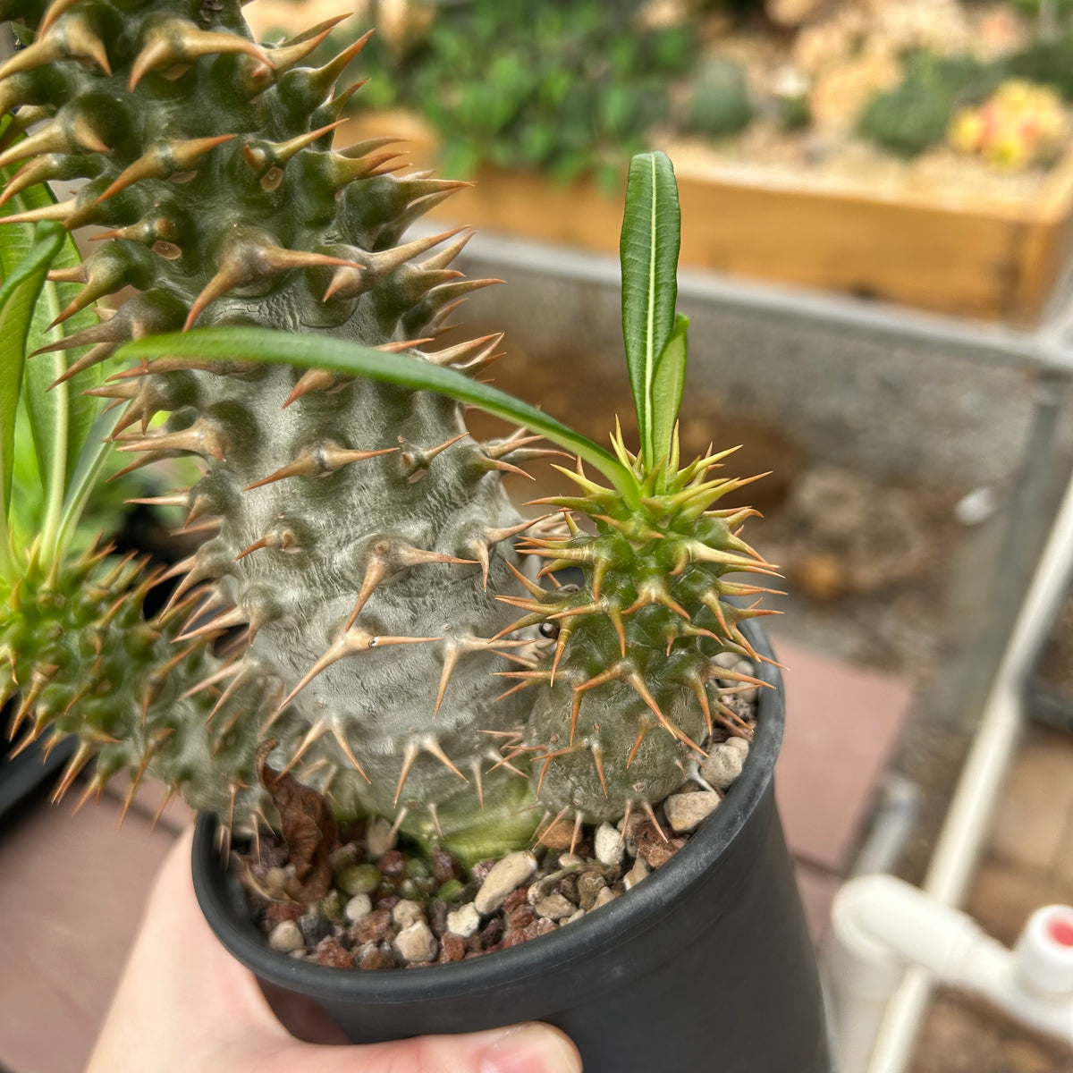 Pachypodium ambongense-Pachypodium-H20-25cm-image-18