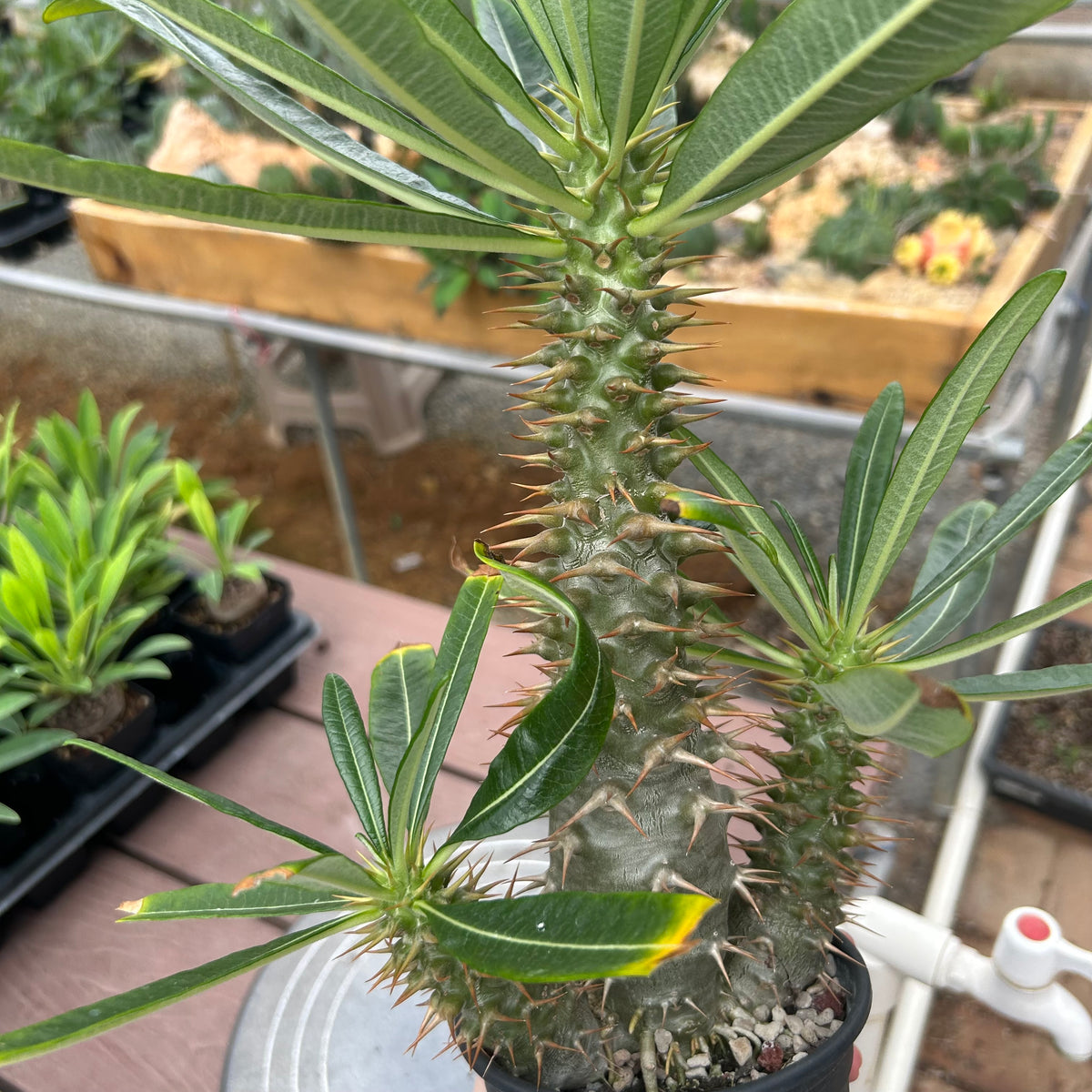 Pachypodium ambongense-Pachypodium-H20-25cm-image-22