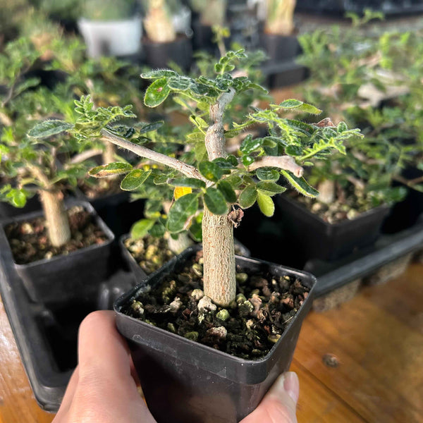 Commiphora monstruosa-Burseraceae-H4-6cm-image-1