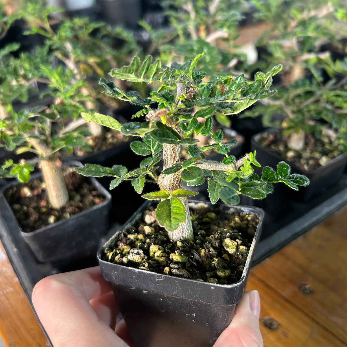 Commiphora monstruosa-Burseraceae-H4-6cm-image-3
