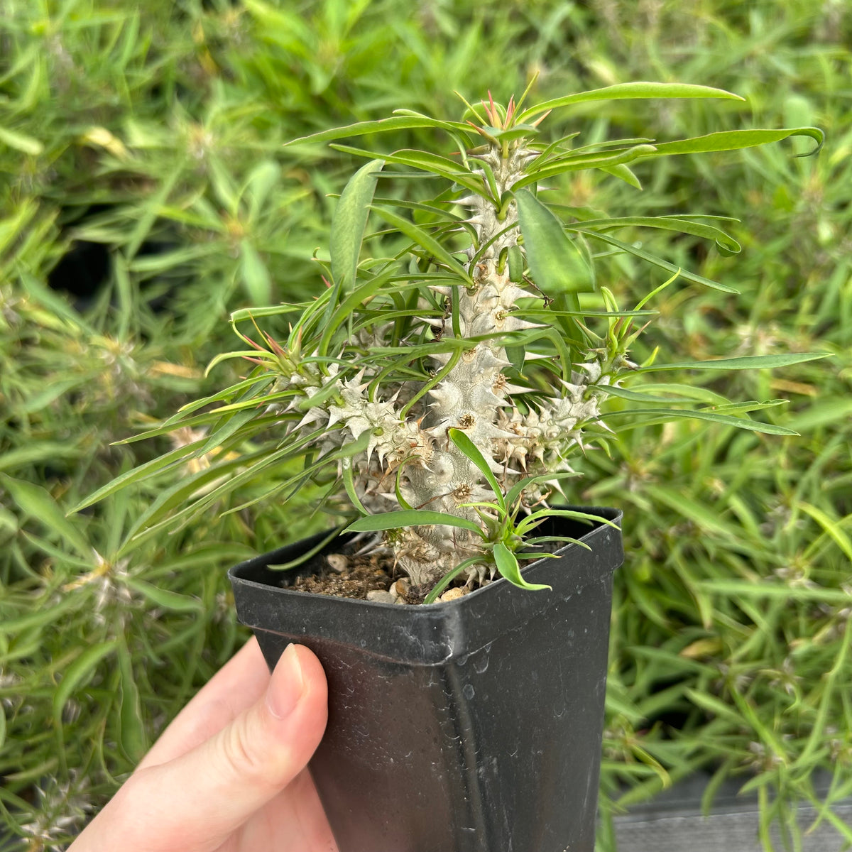 Euphorbia brachyphylla-Euphorbia-W4-6cm&W6-8cm-image-10