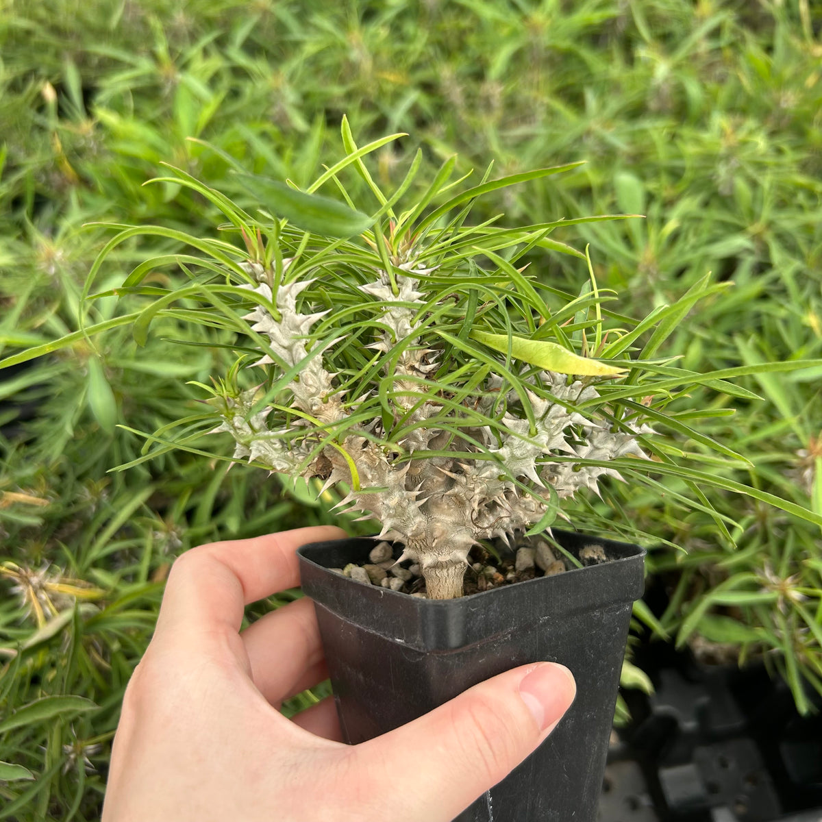Euphorbia brachyphylla-Euphorbia-W4-6cm&W6-8cm-image-6