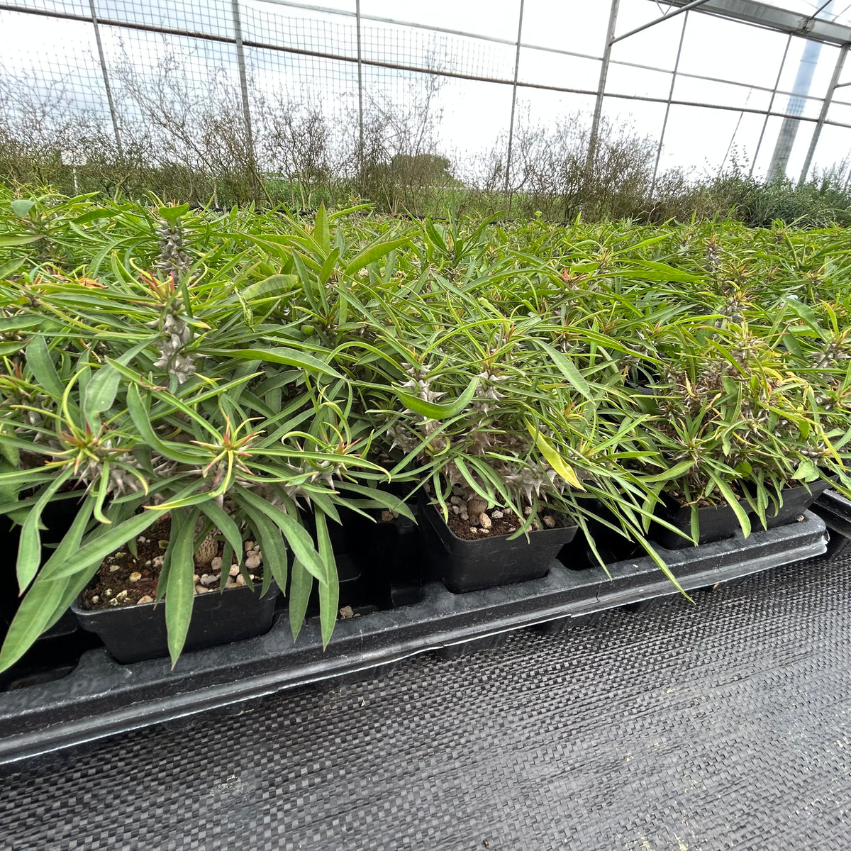 Euphorbia brachyphylla-Euphorbia-W4-6cm&W6-8cm-image-12