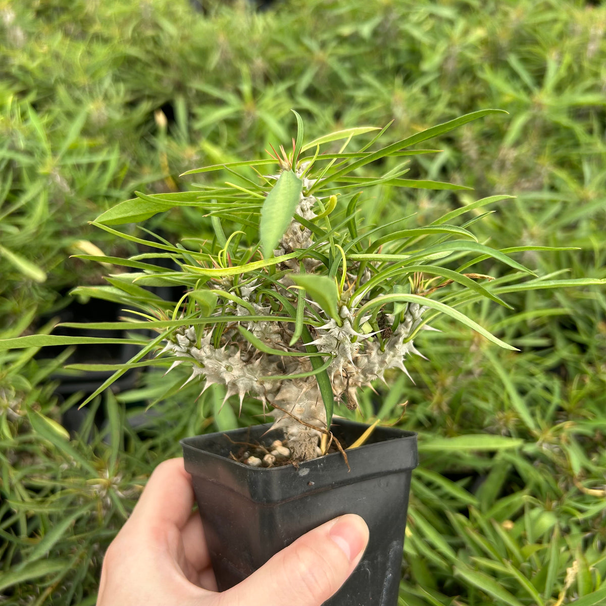 Euphorbia brachyphylla-Euphorbia-W4-6cm&W6-8cm-image-11