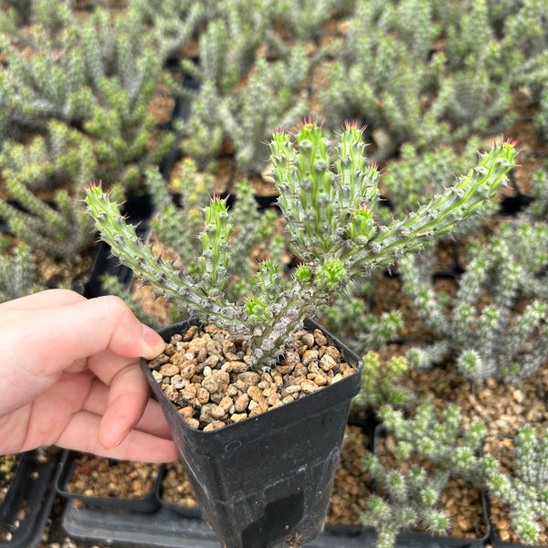 Euphorbia corniculata