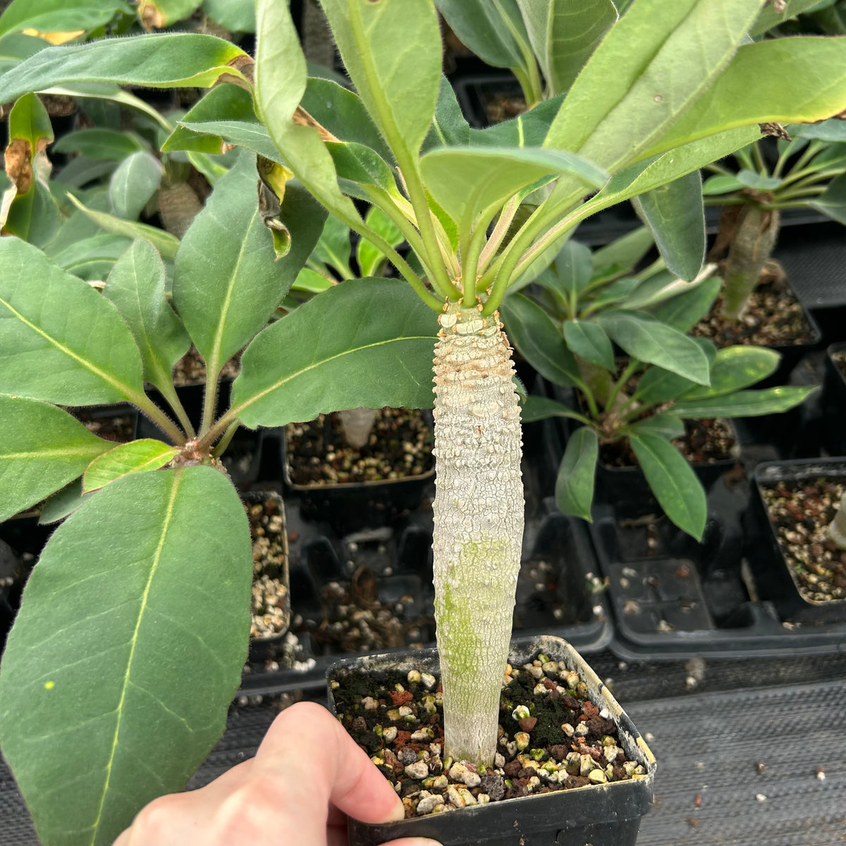Euphorbia ankarensis-Euphorbia-H8-10cm&H15-20cm-image-4