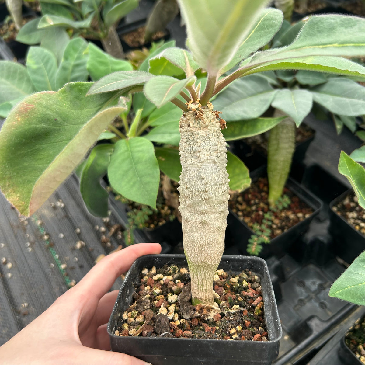 Euphorbia ankarensis-Euphorbia-H8-10cm&H15-20cm-image-2