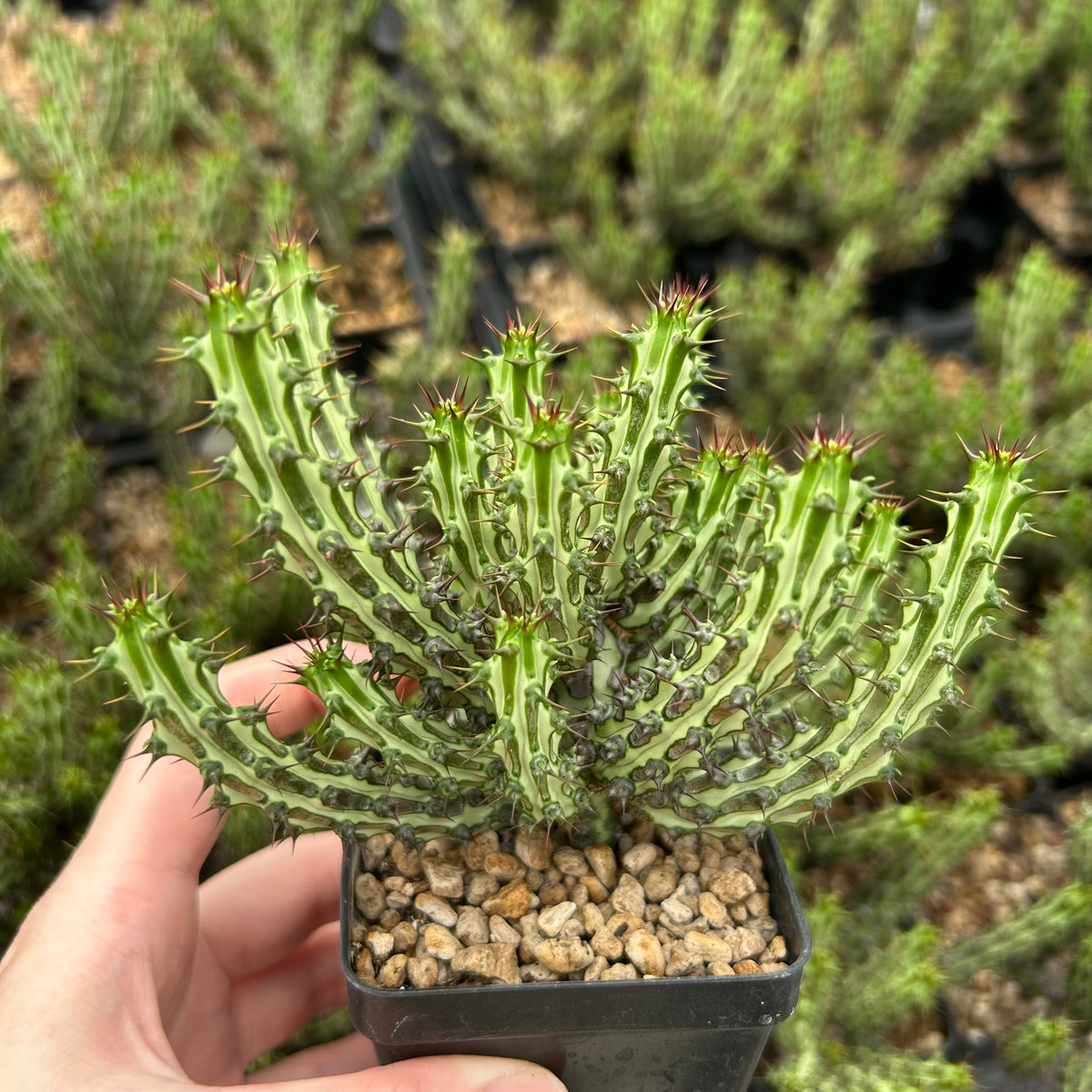 Euphorbia sp. nov. ‘Montepuez’-Euphorbia-W8cm&W15cm-image-1