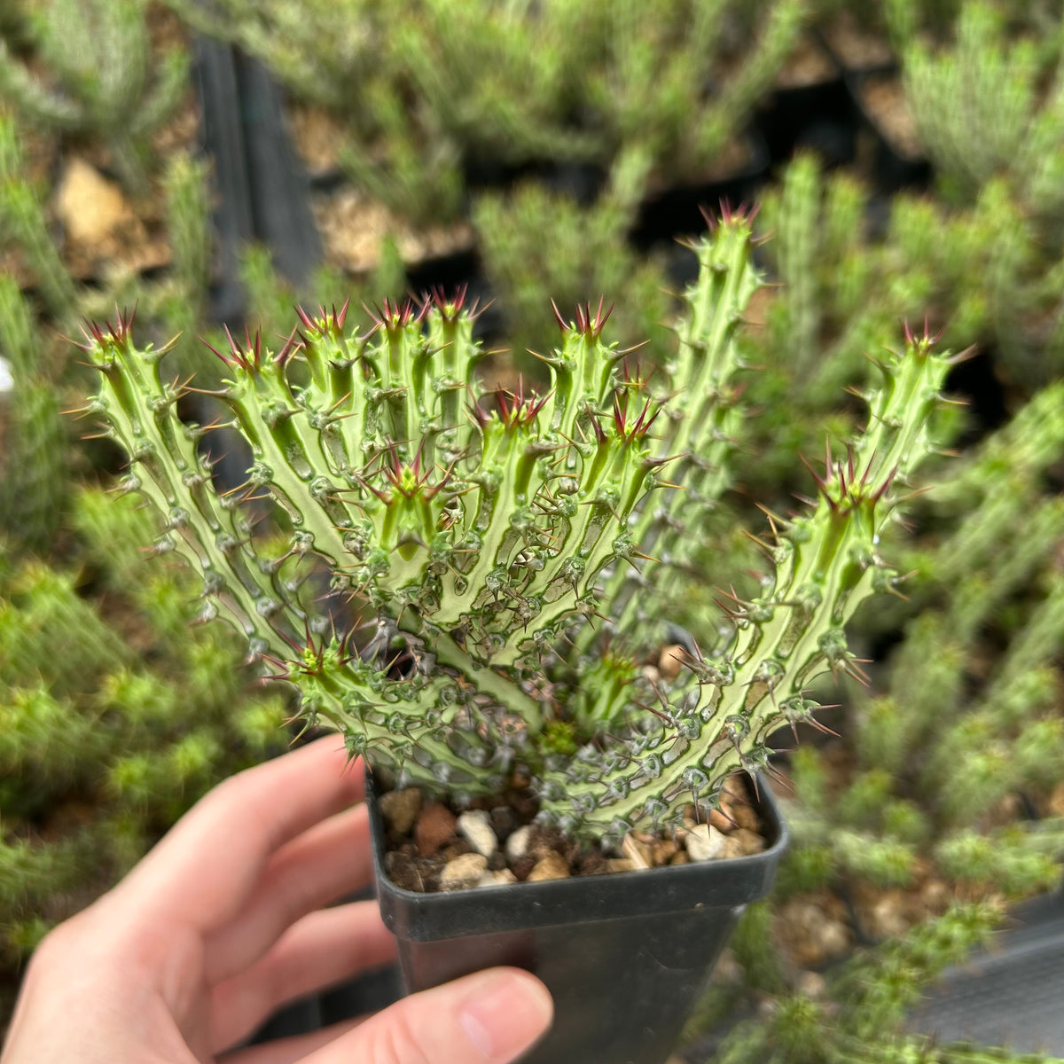 Euphorbia sp. nov. ‘Montepuez’-Euphorbia-W8cm&W15cm-image-2