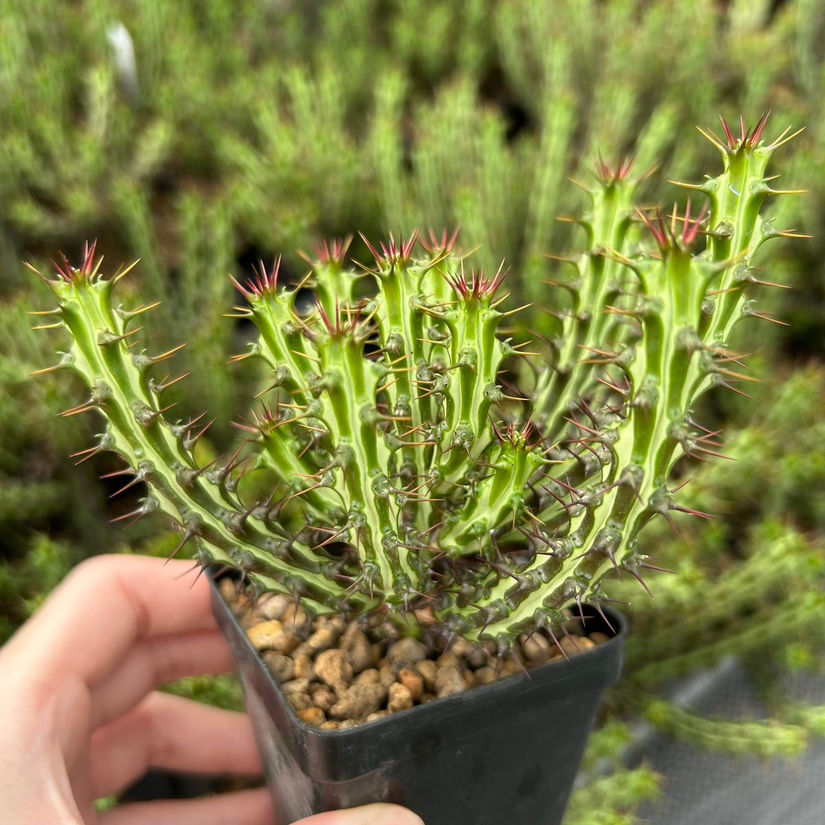 Euphorbia sp. nov. ‘Montepuez’-Euphorbia-W8cm&W15cm-image-3