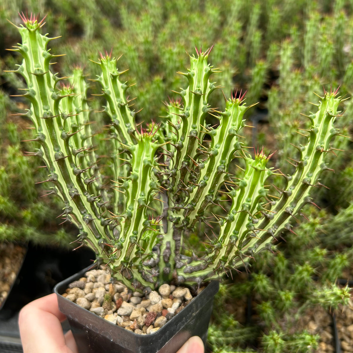 Euphorbia sp. nov. ‘Montepuez’-Euphorbia-W8cm&W15cm-image-4