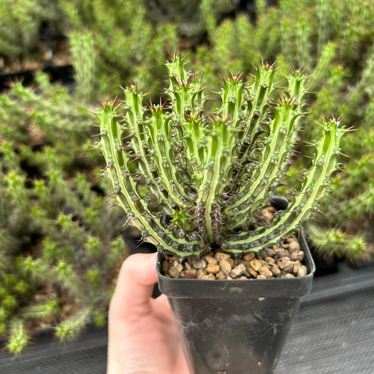 Euphorbia sp. nov. ‘Montepuez’-Euphorbia-W8cm&W15cm-image-6