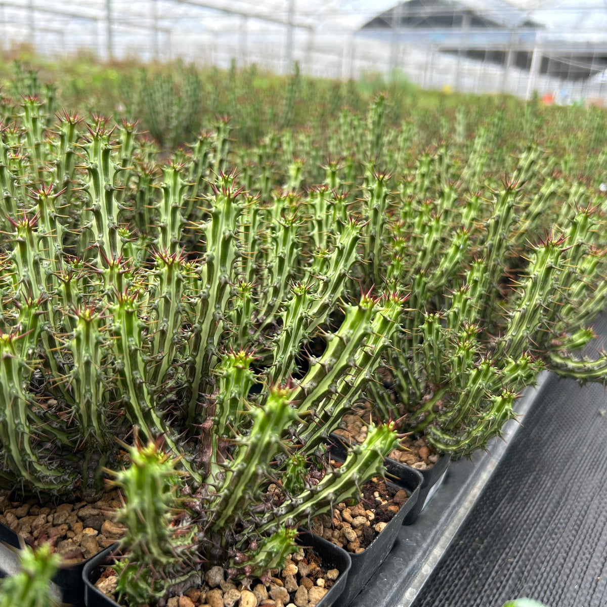 Euphorbia sp. nov. ‘Montepuez’-Euphorbia-W8cm&W15cm-image-7