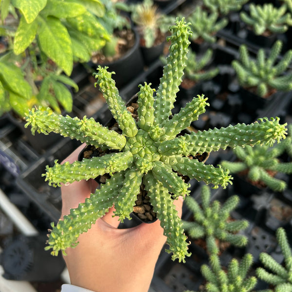 Euphorbia huttonae Seeds — Euphorbia — 2026 seed listing — 1 Seed — image 2: plant specimen shown as a reference for this seed listing