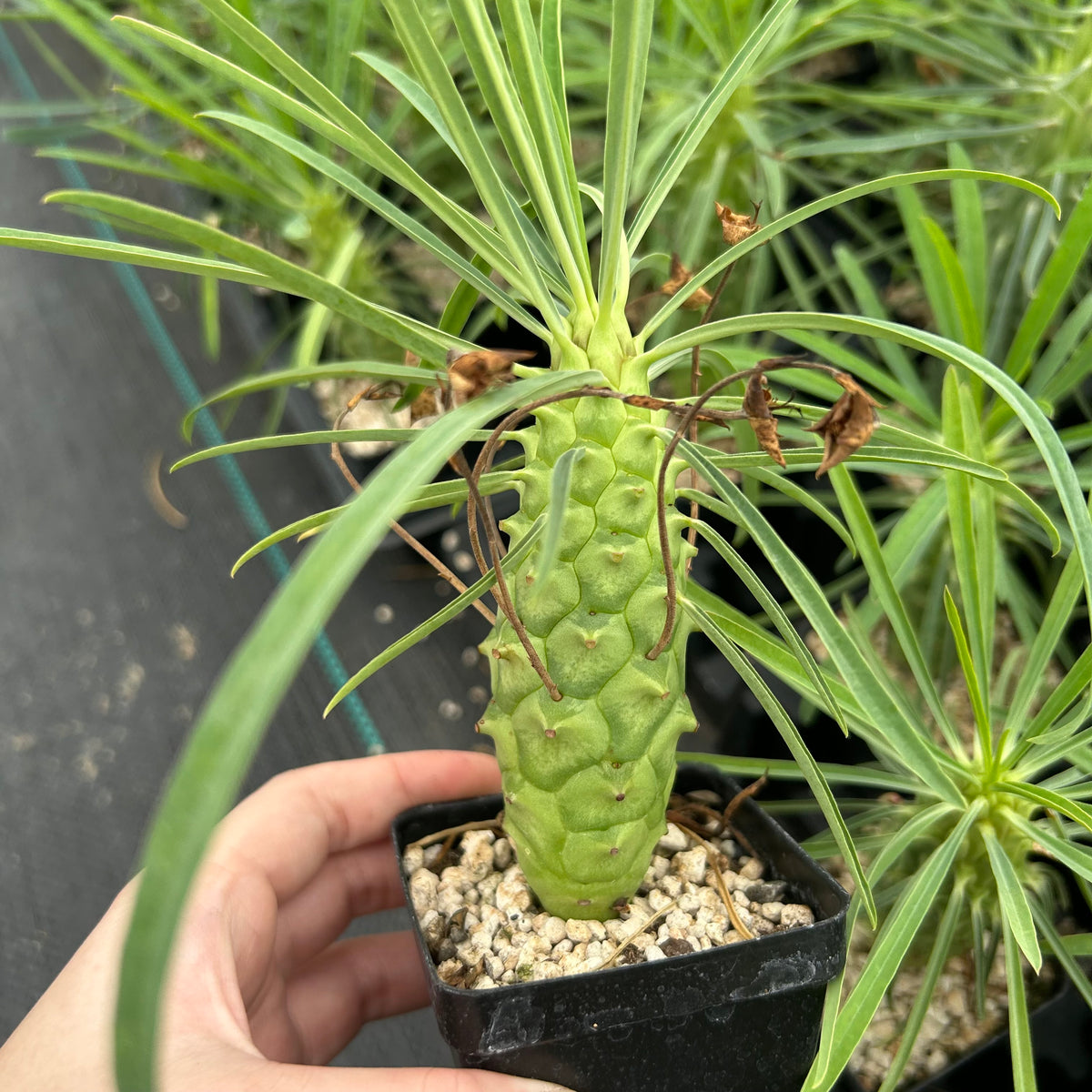 Euphorbia clava-Euphorbia-H8-10cm-image-6