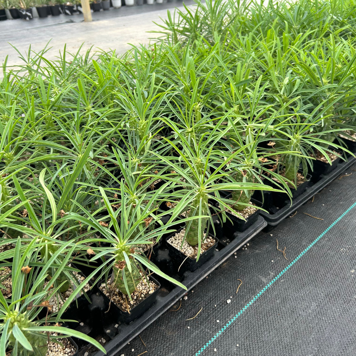 Euphorbia clava-Euphorbia-H8-10cm-image-7