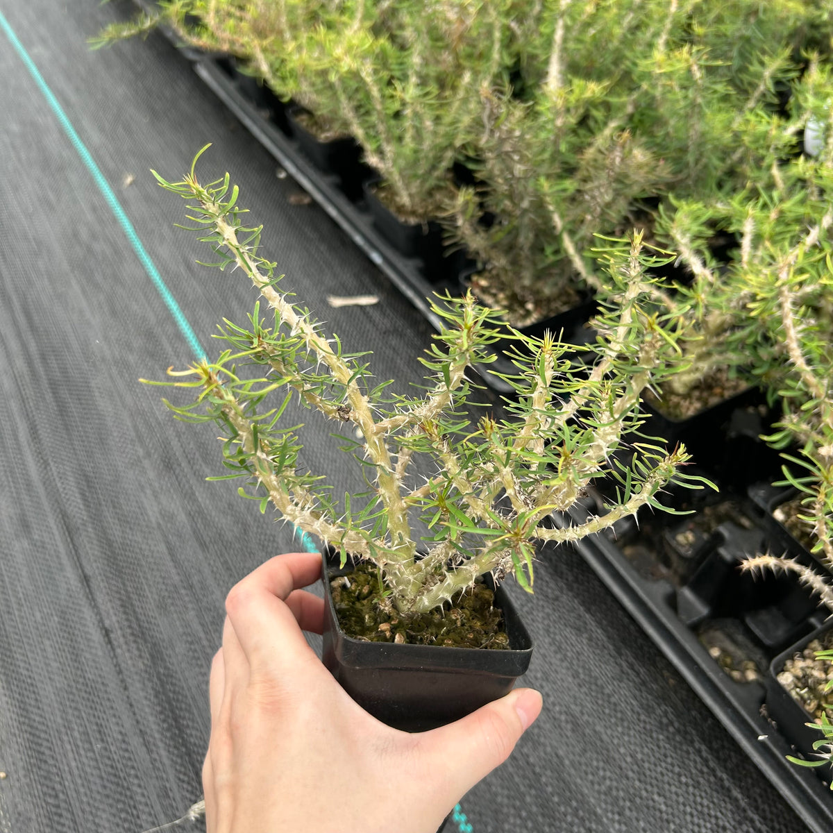 Euphorbia sakarahaensis-Euphorbia-H4-6c&W10cm-image-4