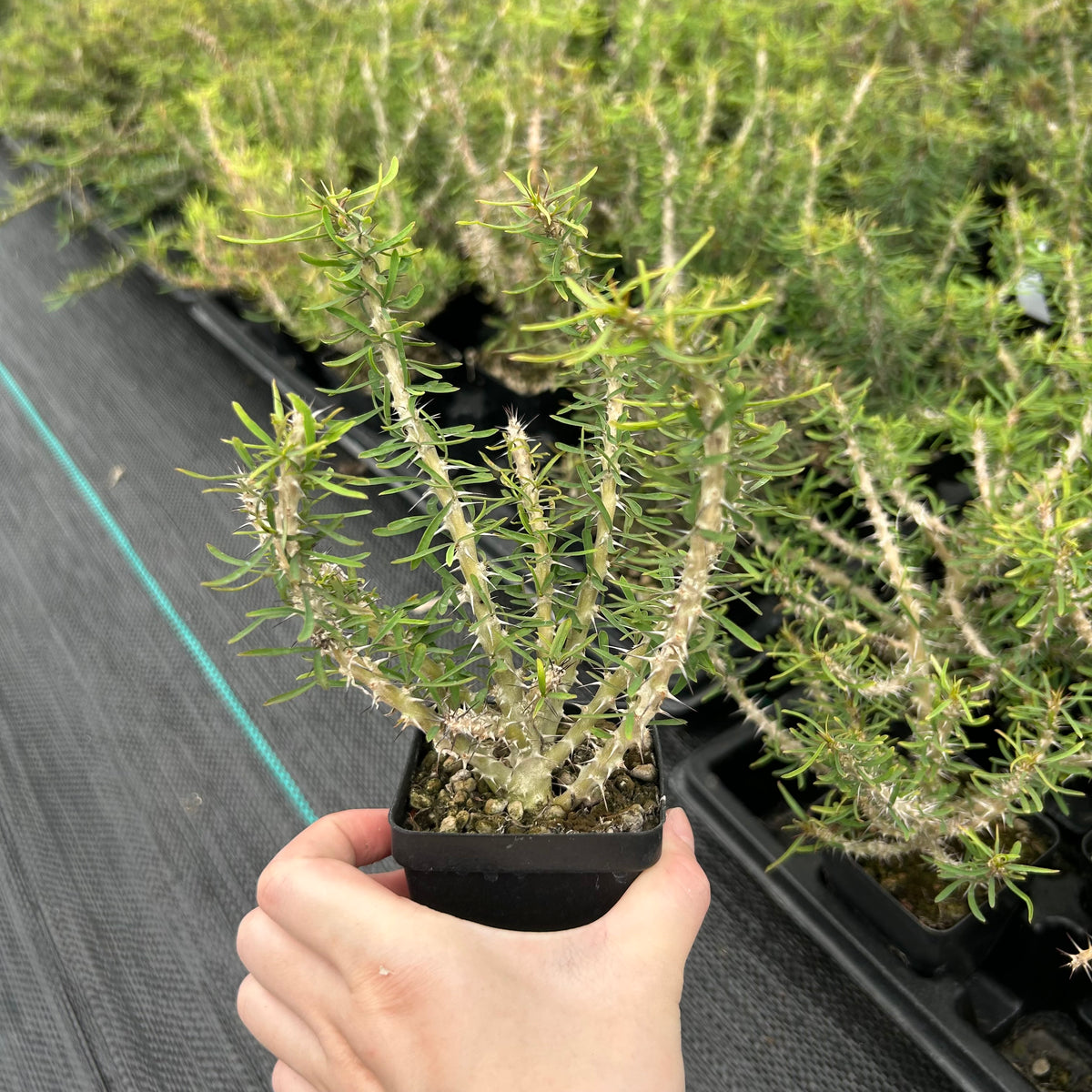 Euphorbia sakarahaensis-Euphorbia-H4-6c&W10cm-image-5