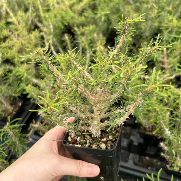 Euphorbia sakarahaensis-Euphorbia-H4-6c&W10cm-image-1