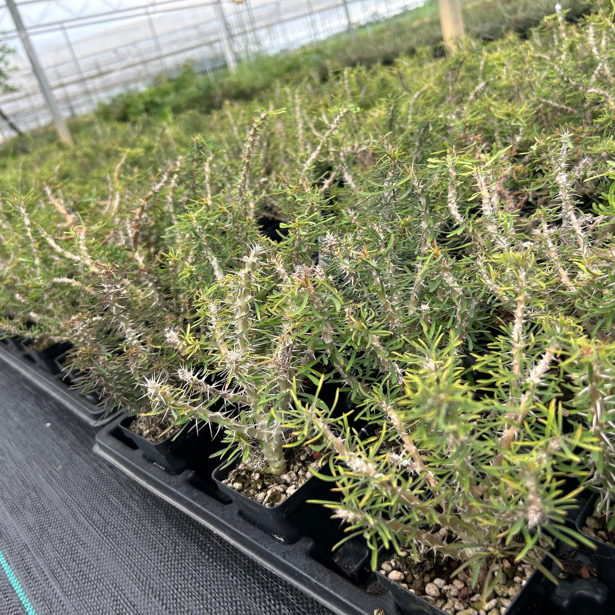 Euphorbia sakarahaensis-Euphorbia-H4-6c&W10cm-image-8