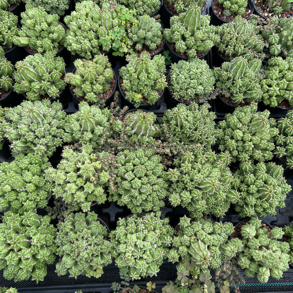 Euphorbia frankii-Euphorbia-W10cm-image-9