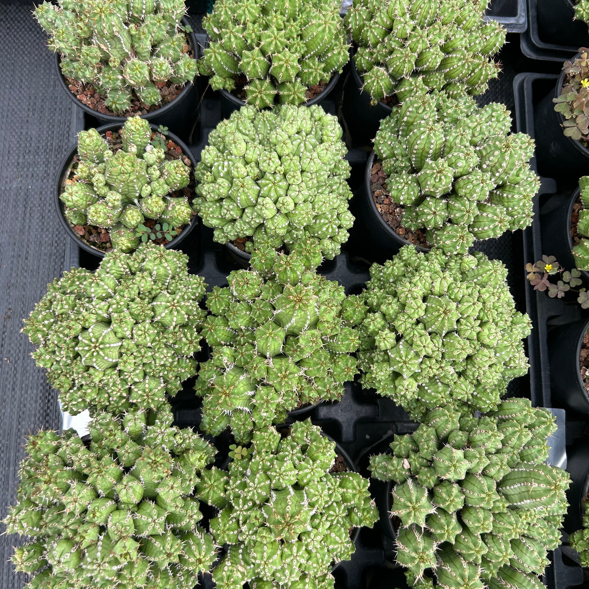 Euphorbia frankii-Euphorbia-W10cm-image-10