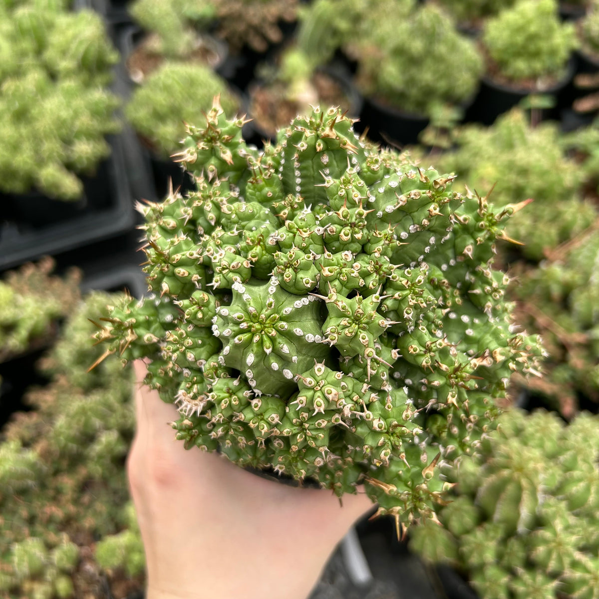 Euphorbia frankii-Euphorbia-W10cm-image-7