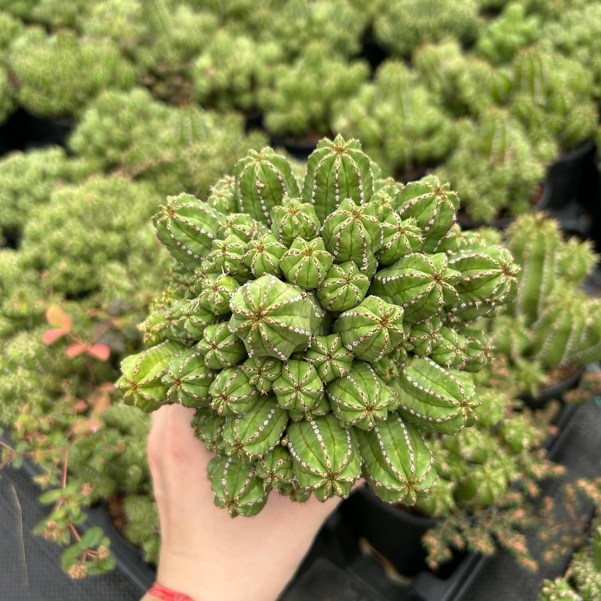 Euphorbia frankii-Euphorbia-W10cm-image-2