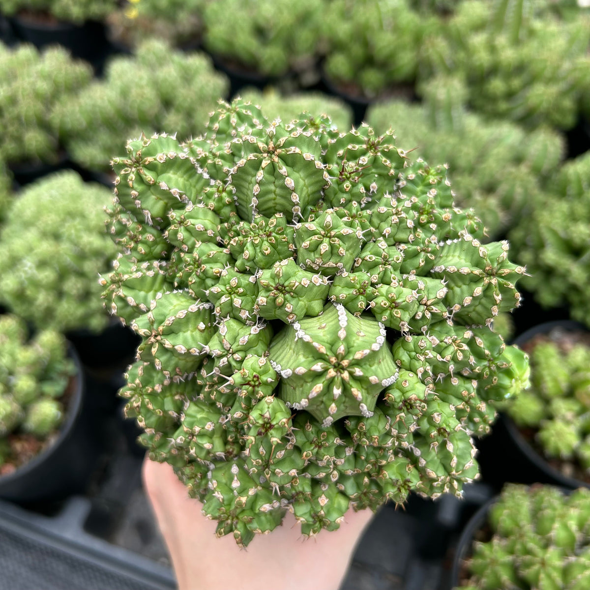 Euphorbia frankii-Euphorbia-W10cm-image-8