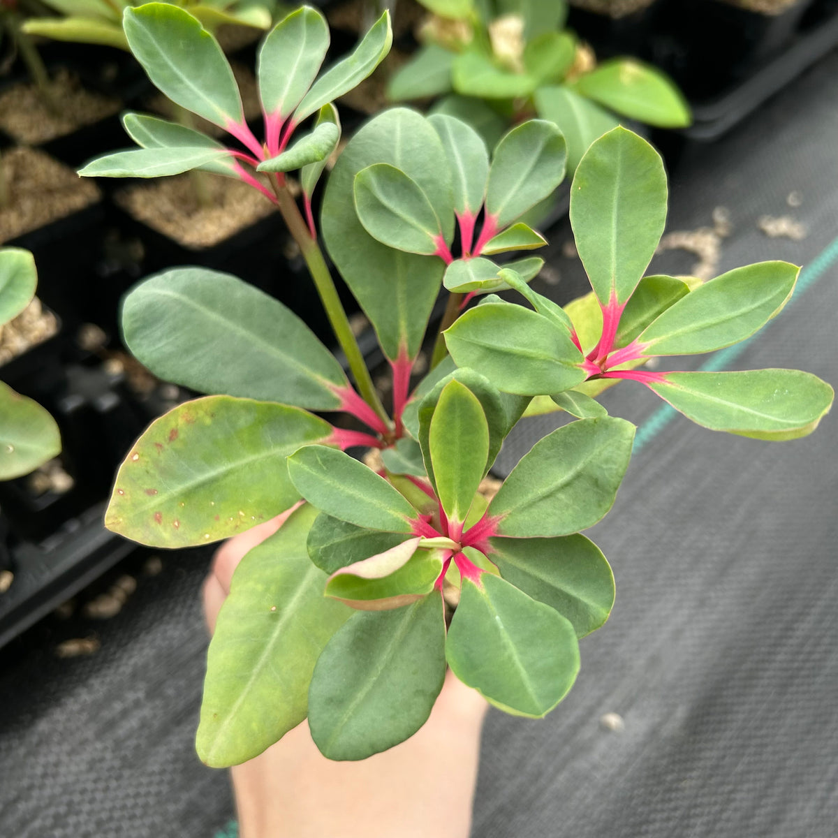 Euphorbia bongolavensis-Euphorbia-H10cm-image-10