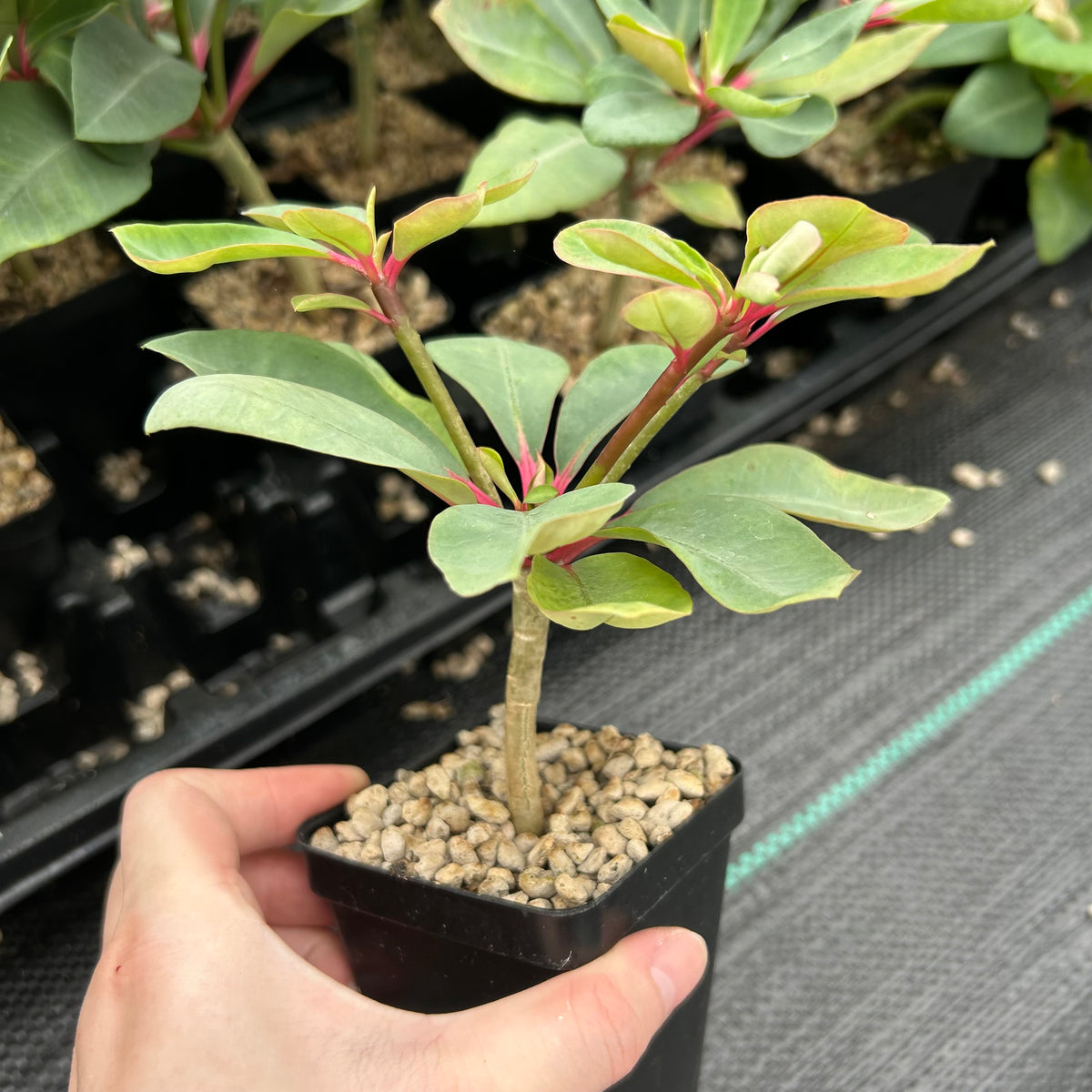 Euphorbia bongolavensis-Euphorbia-H10cm-image-7