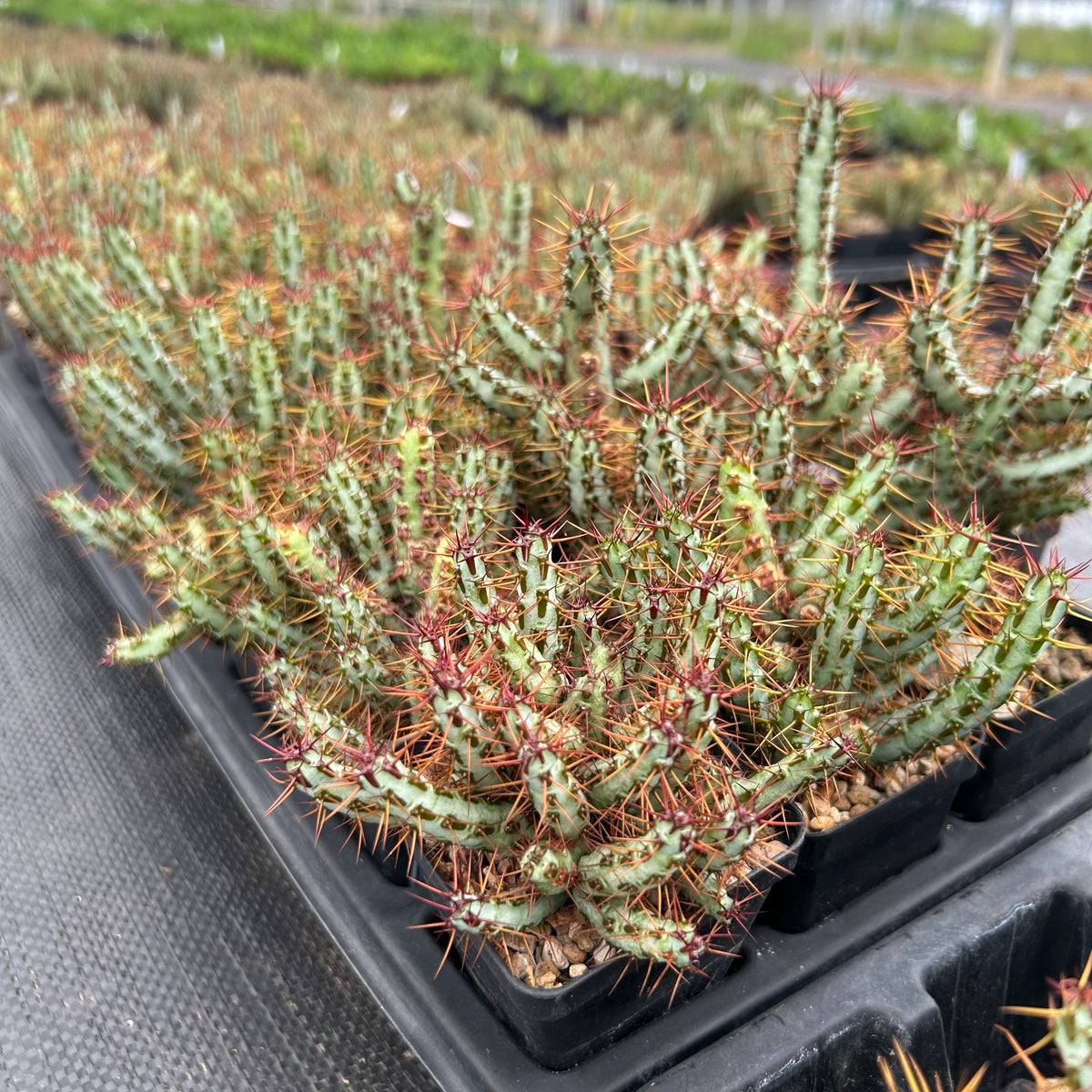 Euphorbia aeruginosa var. minor-Euphorbia-W6-8cm-image-9