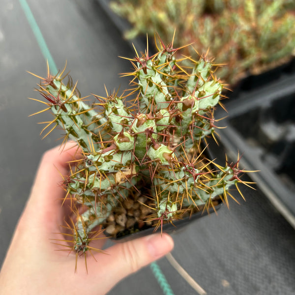 Euphorbia aeruginosa var. minor-Euphorbia-W6-8cm-image-1