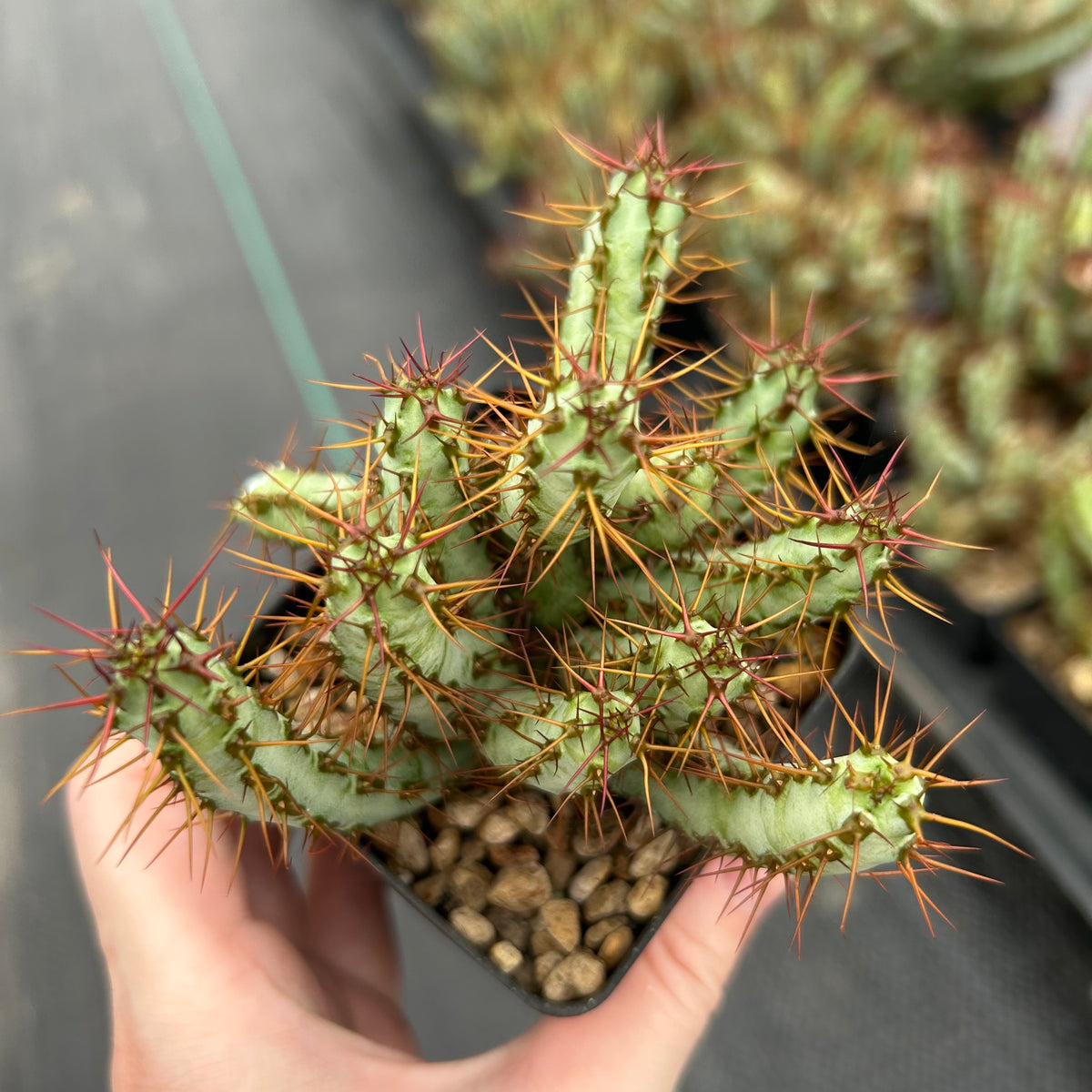 Euphorbia aeruginosa var. minor-Euphorbia-W6-8cm-image-6