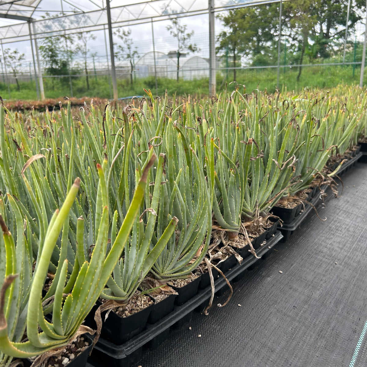 Aloe argyostachys-Aloe-H20cm-image-7
