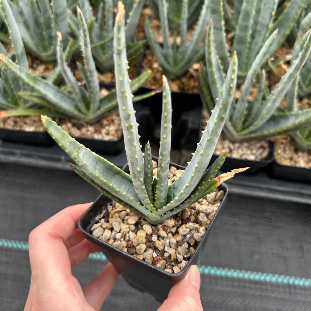 Aloe compressa var schistophil-Aloe-W5-8cm-image-2