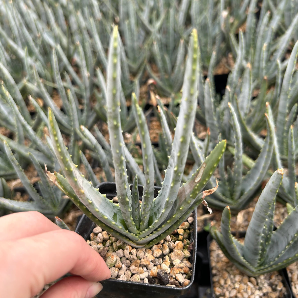 Aloe compressa var schistophil-Aloe-W5-8cm-image-7