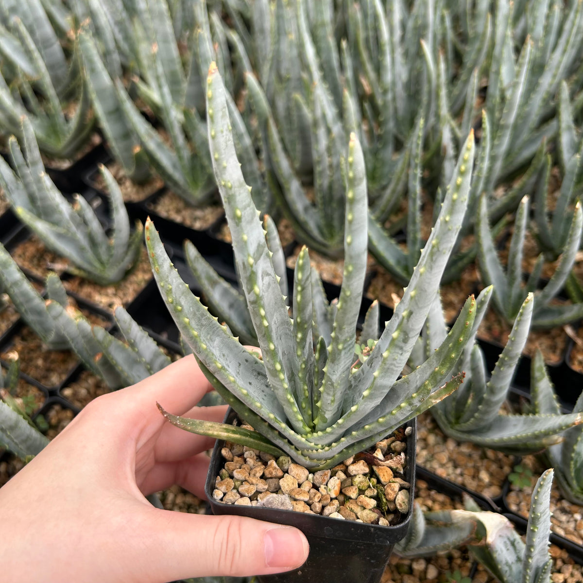 Aloe compressa var schistophil-Aloe-W5-8cm-image-9