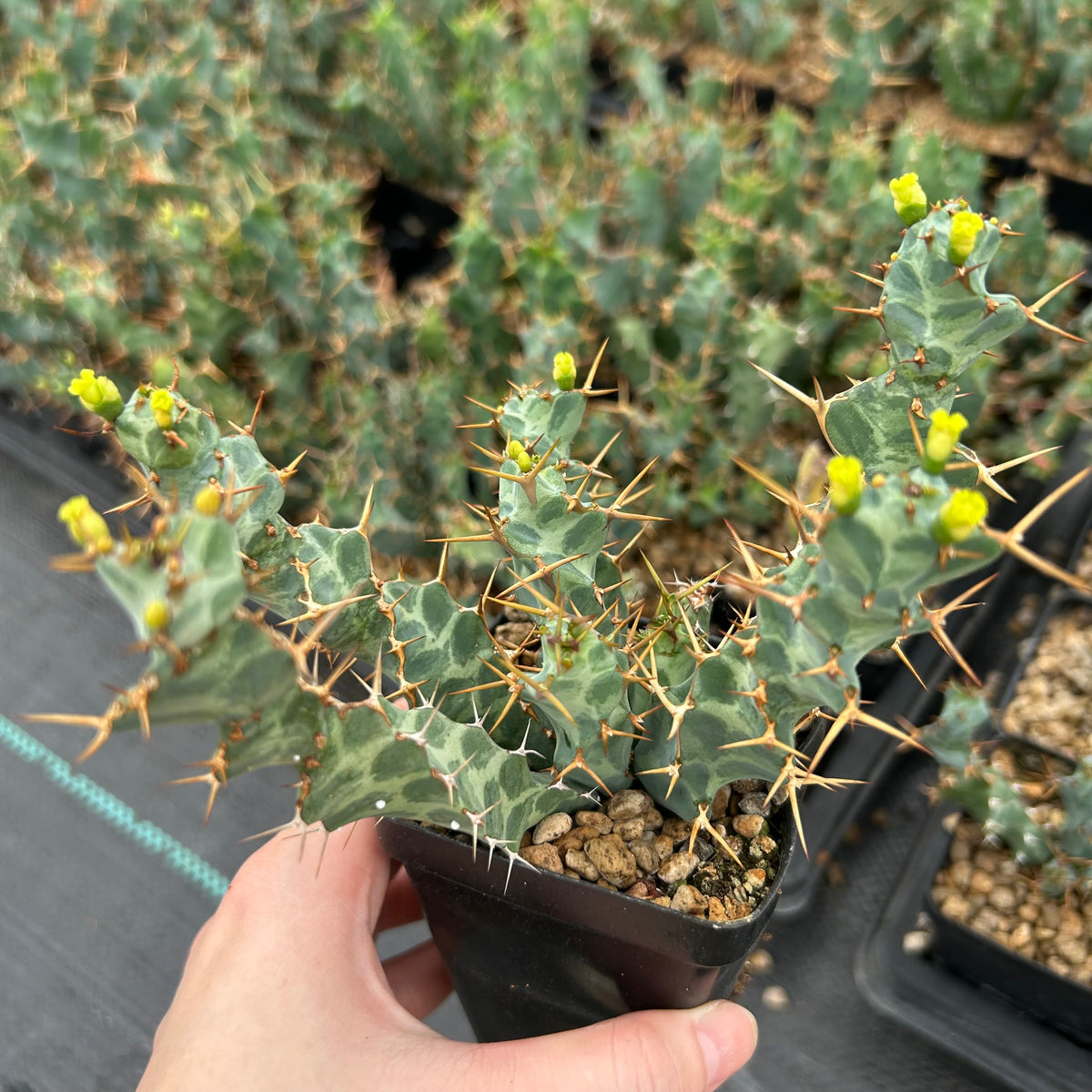 Euphorbia clavigera var. (blue)-Euphorbia-W6-8cm-image-2