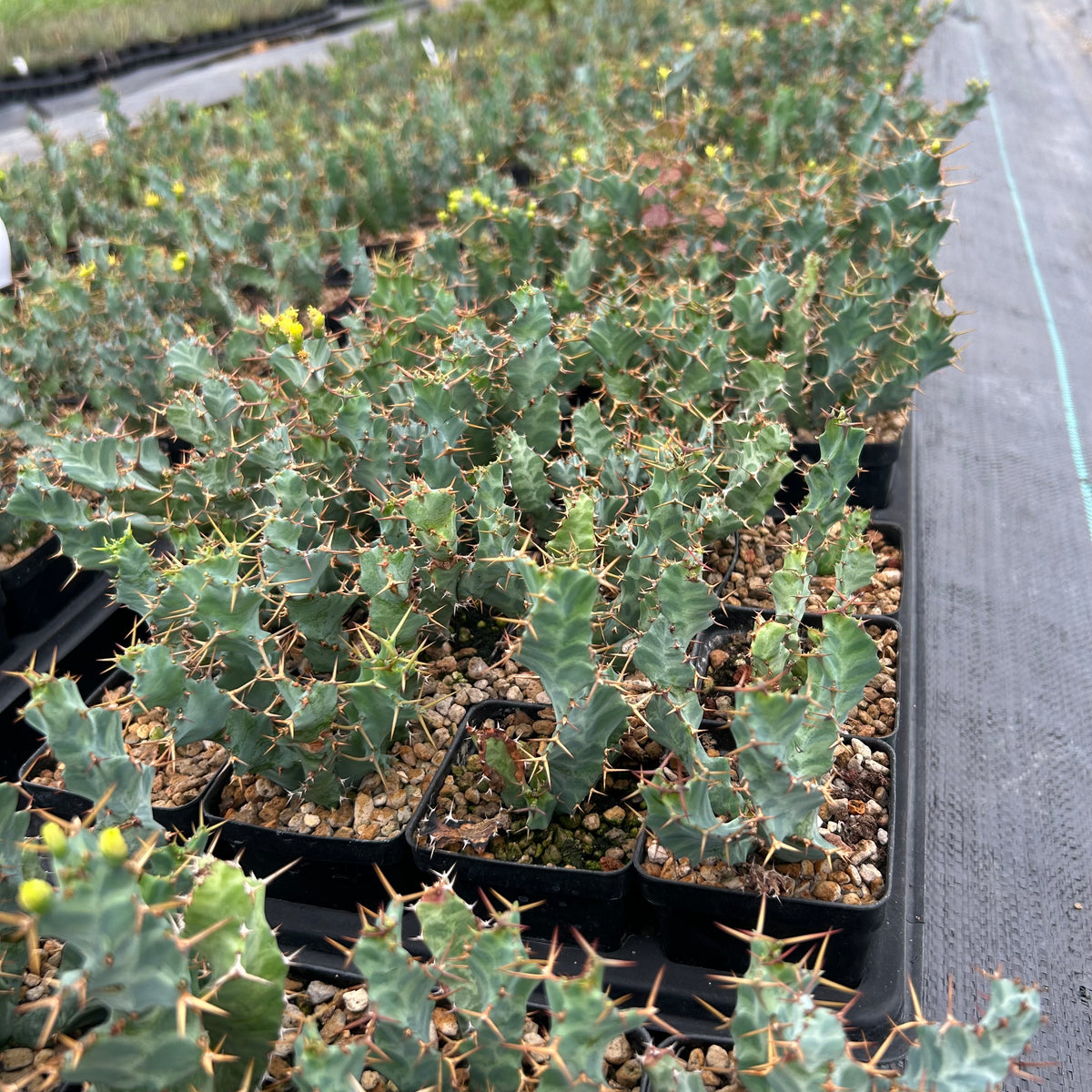 Euphorbia clavigera var. (blue)-Euphorbia-W6-8cm-image-8