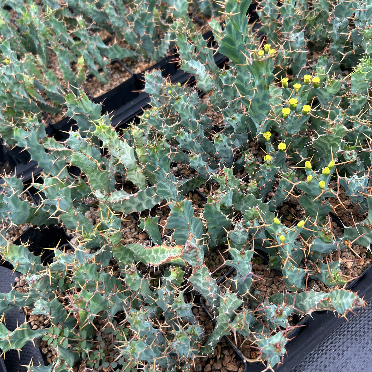 Euphorbia clavigera var. (blue)-Euphorbia-W6-8cm-image-9