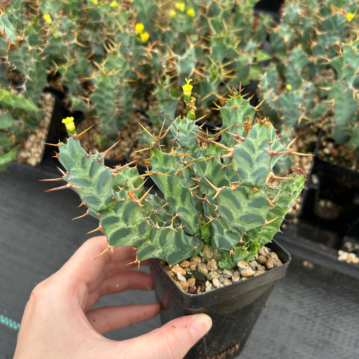 Euphorbia clavigera var. (blue)-Euphorbia-W6-8cm-image-5