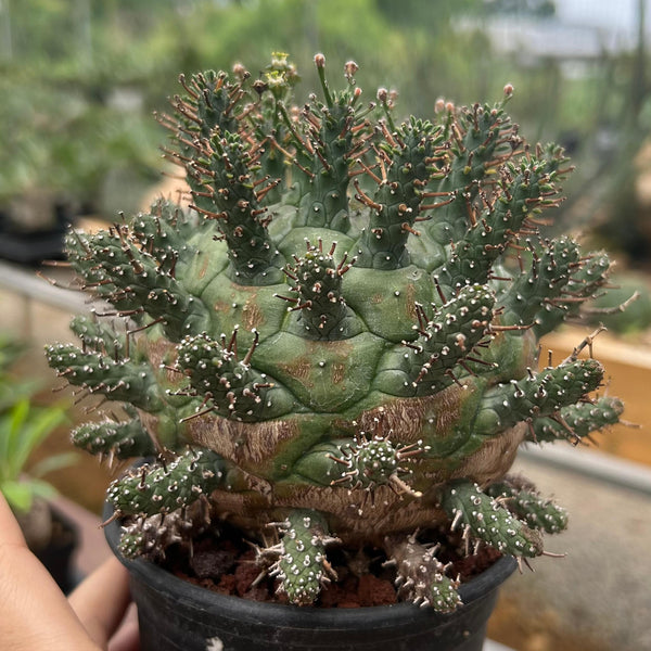 Euphorbia decepta — plant photograph 9