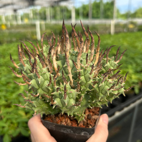 Euphorbia schoenlandii-Euphorbia-H6-8cm-image-1