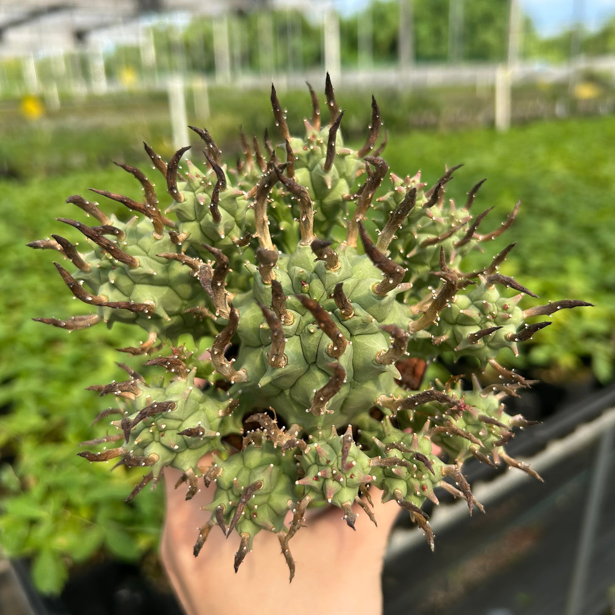 Euphorbia schoenlandii-Euphorbia-H6-8cm-image-2