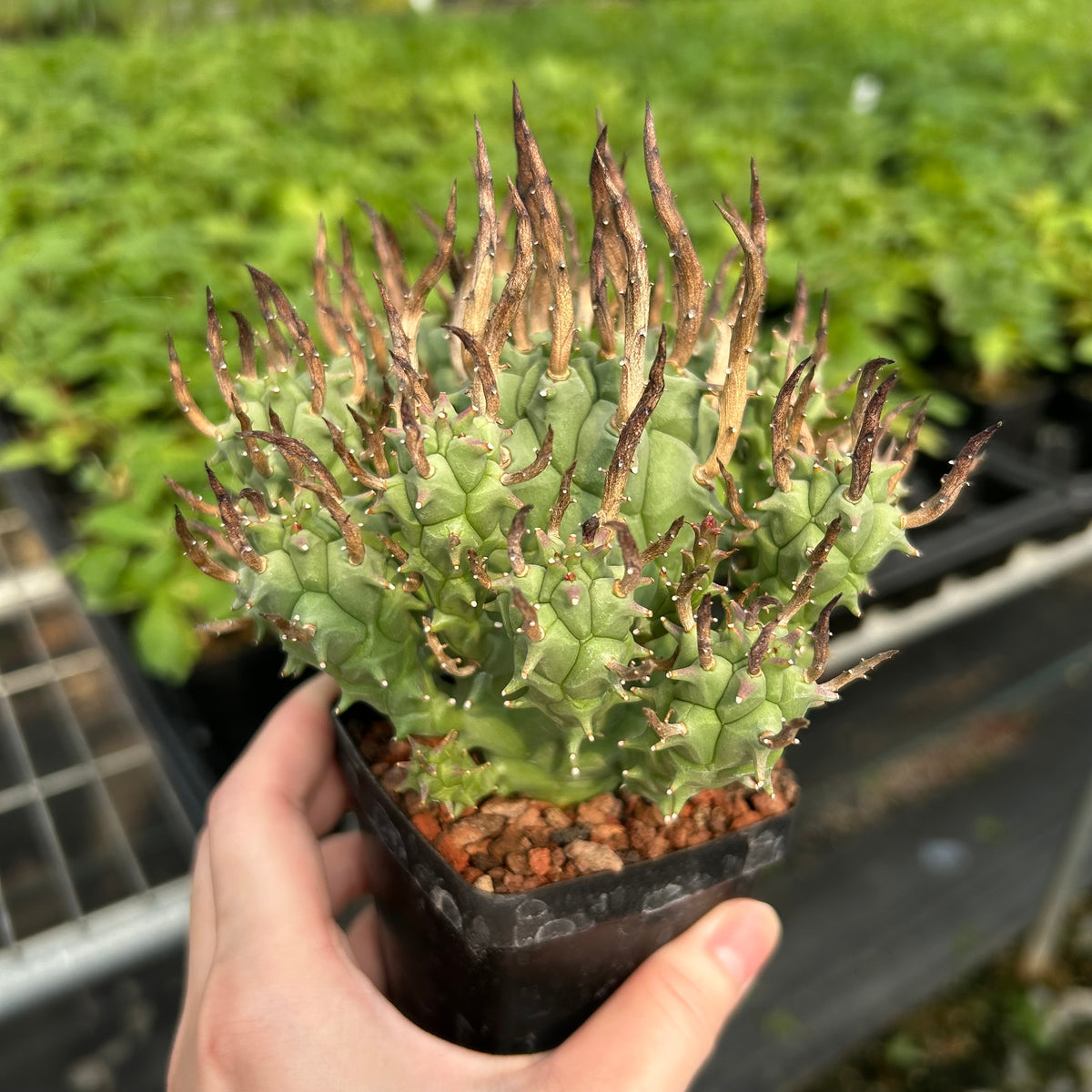 Euphorbia schoenlandii-Euphorbia-H6-8cm-image-4