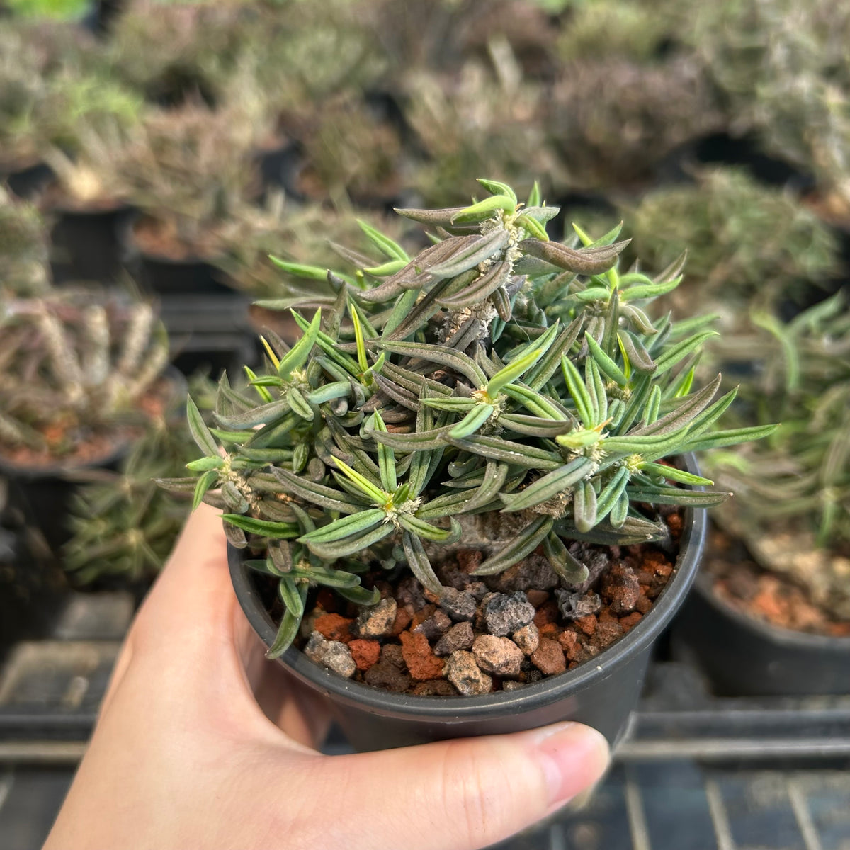 Euphorbia cylindrifolia-Euphorbia-W5-10cm&W10-15cm-image-5