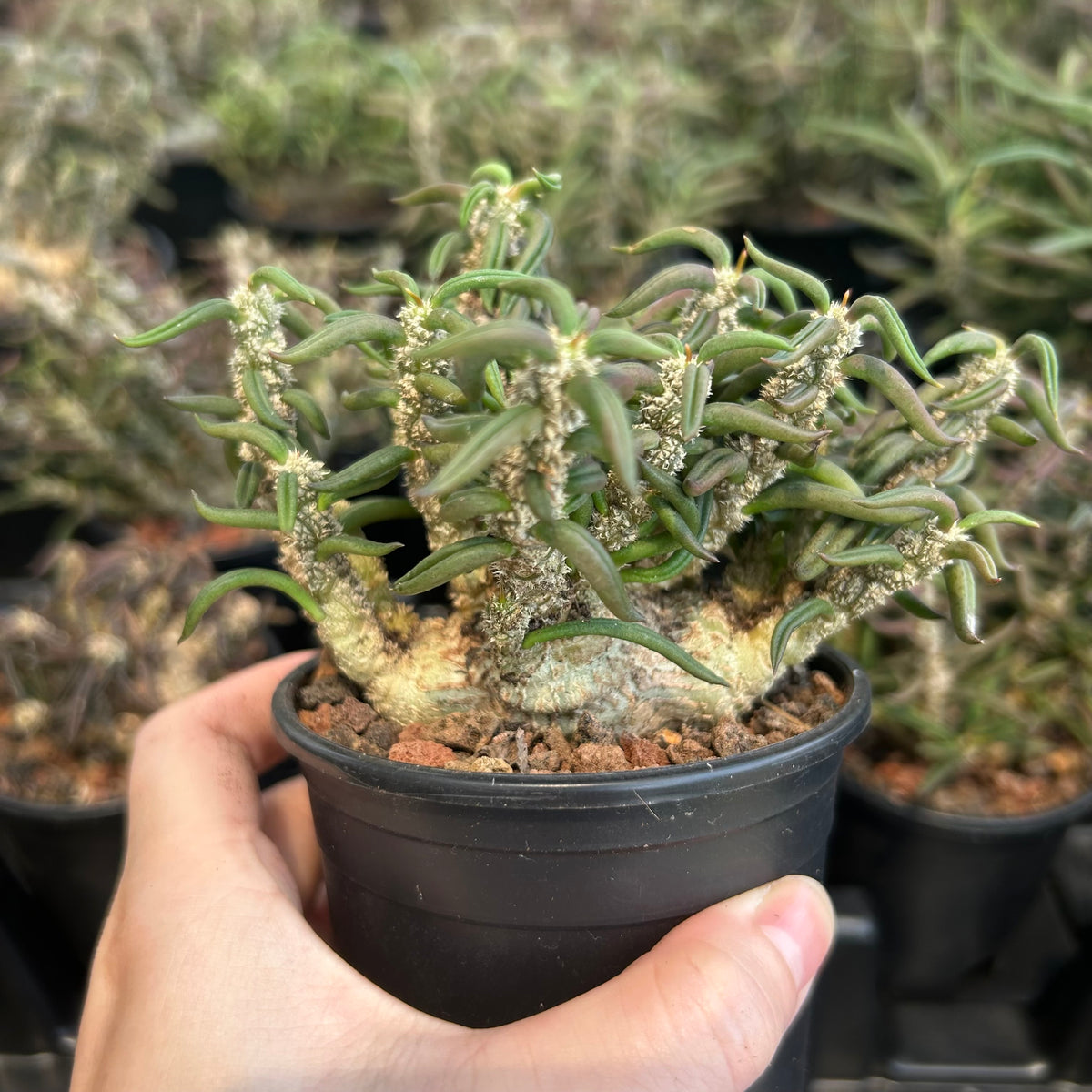 Euphorbia cylindrifolia-Euphorbia-W5-10cm&W10-15cm-image-1