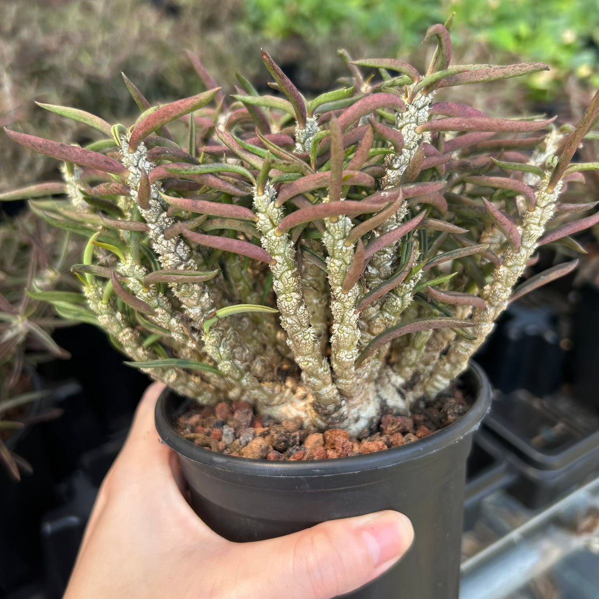 Euphorbia cylindrifolia-Euphorbia-W5-10cm&W10-15cm-image-10